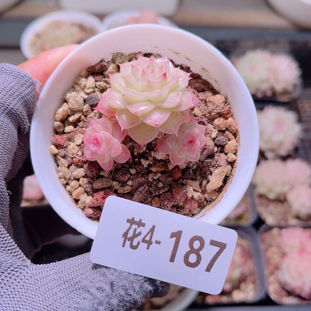 花04-187麦秆三头