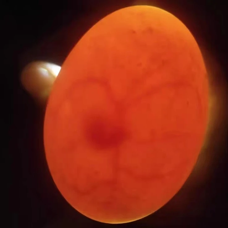 原种泰和乌鸡蛋受精蛋农村散养乌鸡蛋可孵化