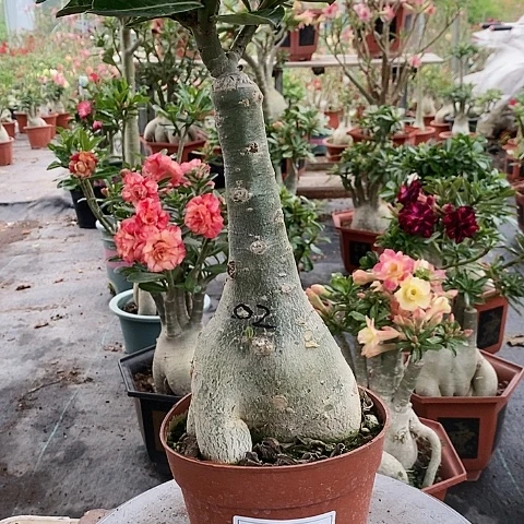 【闪购商品】无花朵妞*绿植