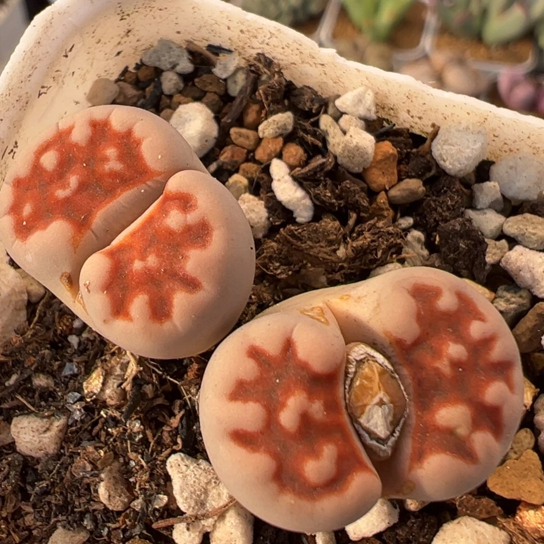 24多肉植物百科植物