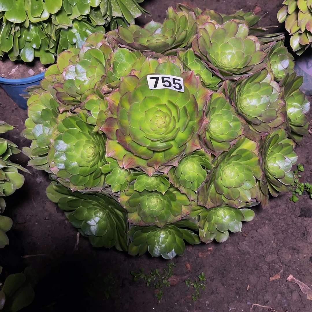 法师法师15-10包邮法师