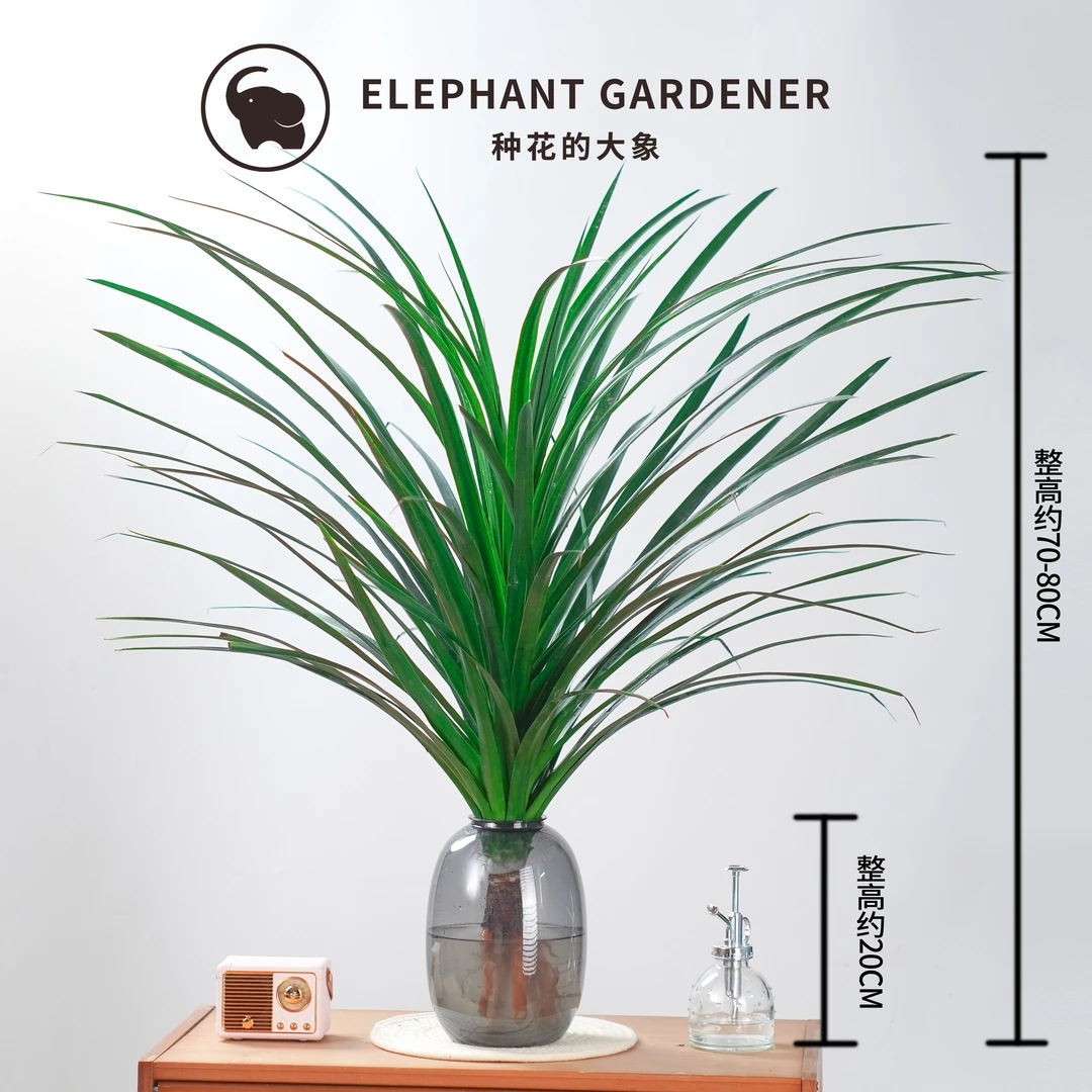 70-80cm龙血树黑珍珠盆栽室内绿植高度四季常青空气净化观赏植物