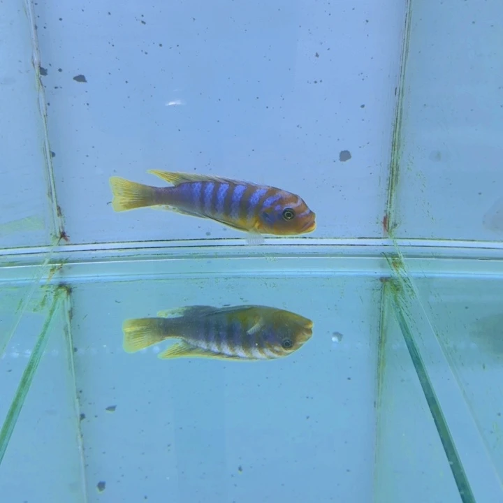 南***湖427伊孔贝菲分。