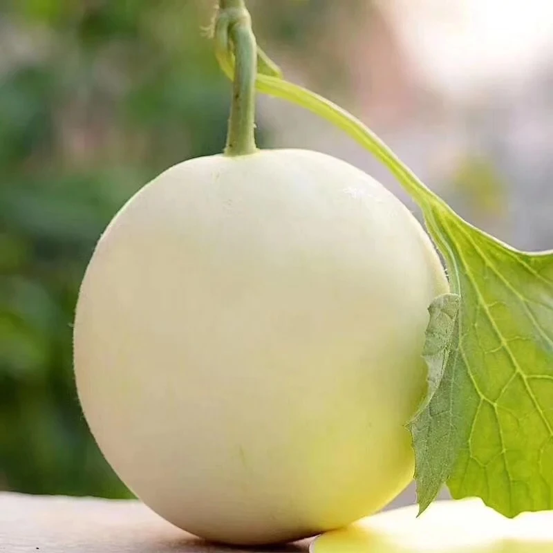 云南香瓜头茬糖心蜜罐香瓜小蜜蜂甜瓜产地直发个别网纹介意慎拍