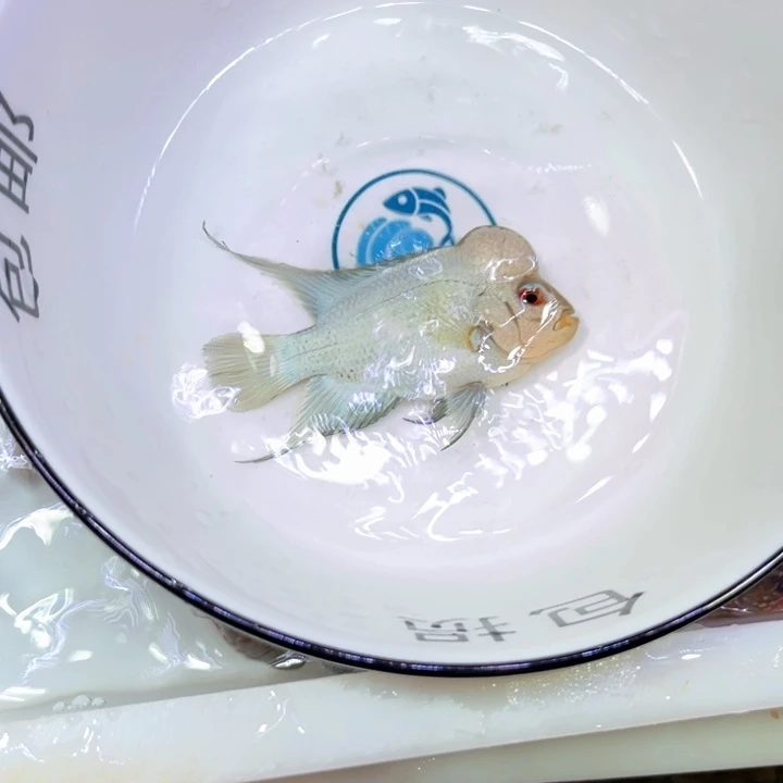 罗汉鱼018:///////////