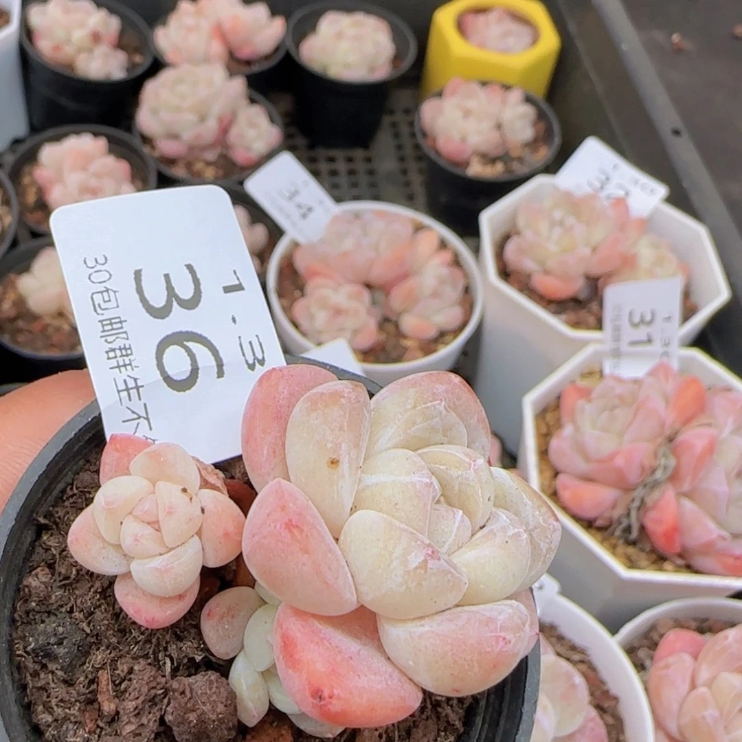 冰玉三头飘枝一颗脱土