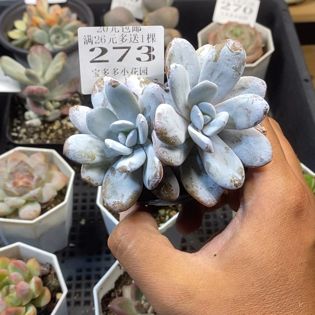 雪莲双头（不包整）一物一拍满20元包邮满26送一颗