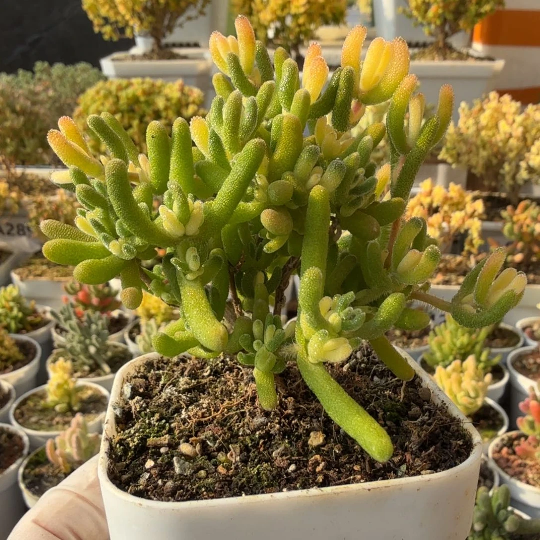 A750钻石锦一物一拍