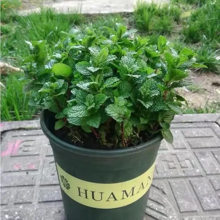 可水培薄荷盆栽薄荷叶客厅阳台绿植室内花卉薄荷苗驱蚊草植物好养
