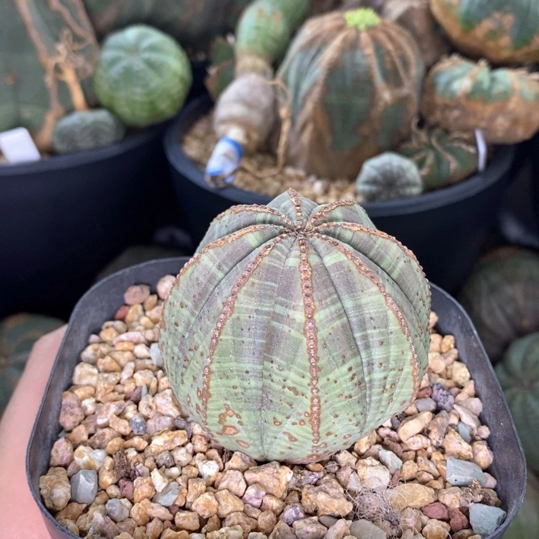 34欧系实生布纹球多肉植物