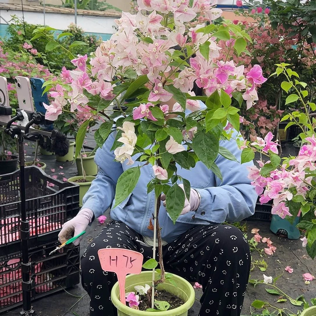 静***丫大部分开放少量花苞H75章红英