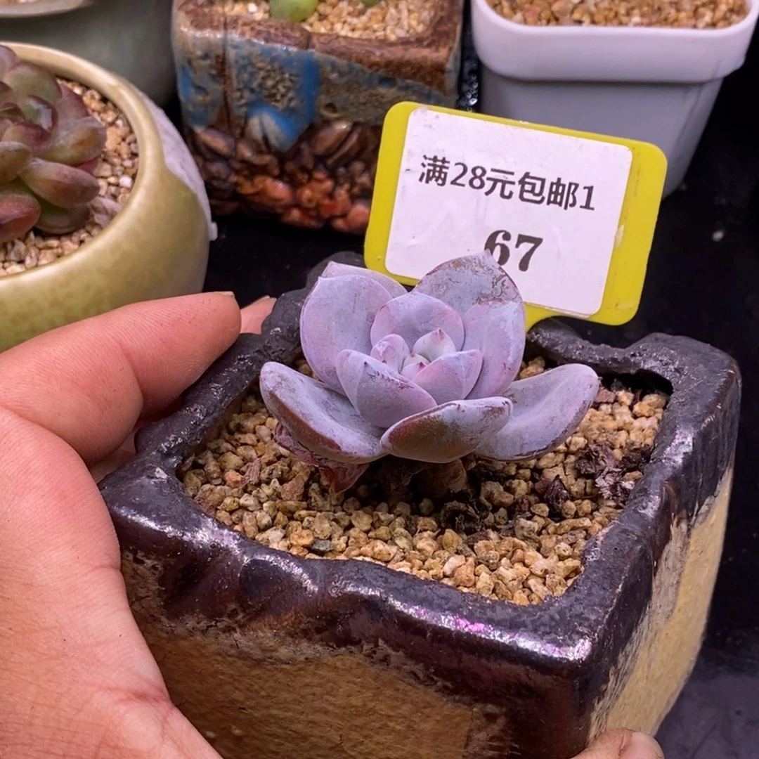 167老桩奶茶多肉……