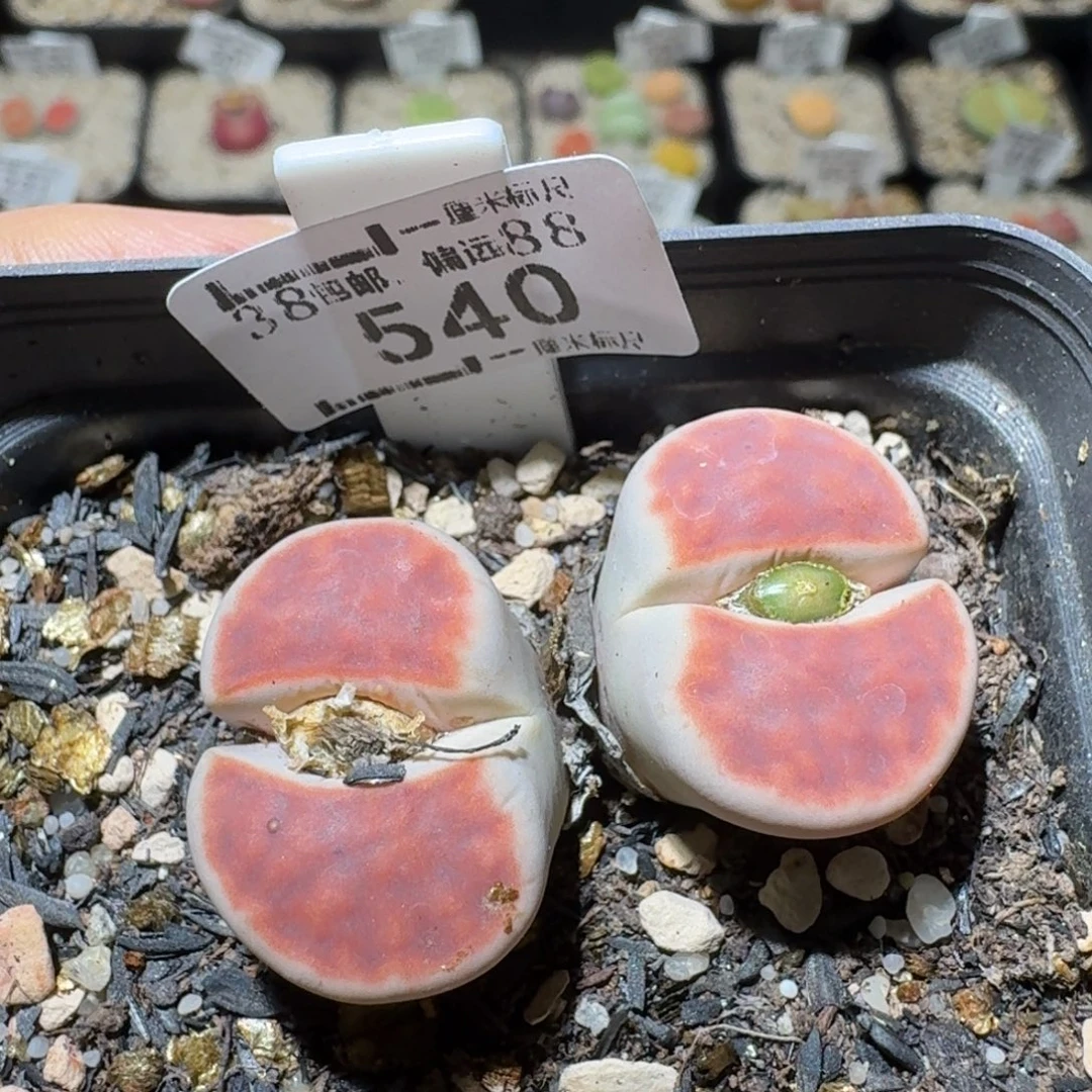 Sss精品清仓价540