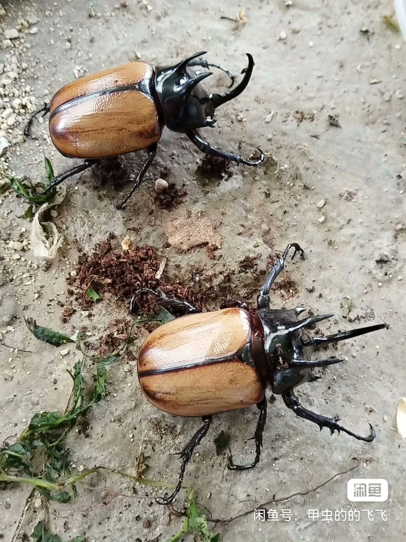 甲虫标本虫，死的尸体哦大角一只随机体格6.5-7.5㎝不包售后