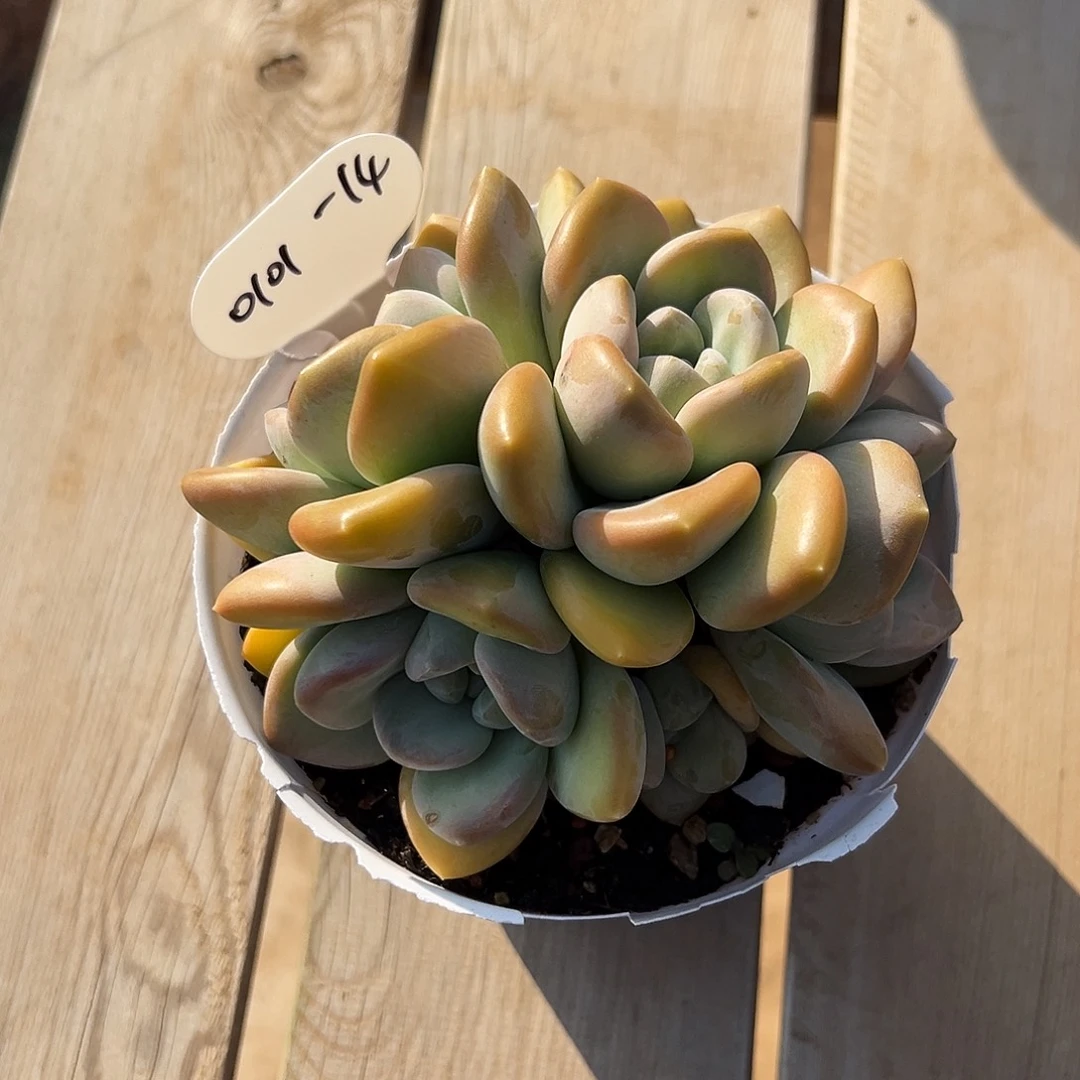 冻***腐0101-14芒果冰群。。。。。