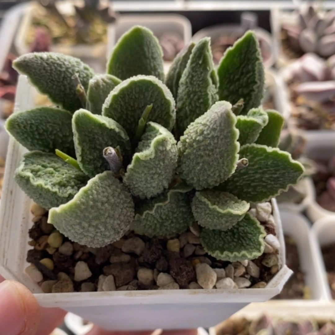 【闪购商品】无花朵绿皮