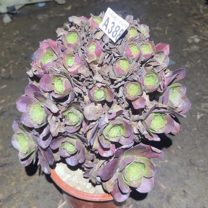 魅金……多肉植物的