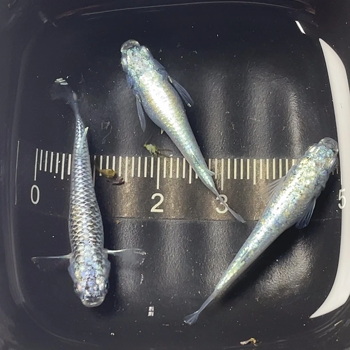 青鳉鱼机械春一公两母