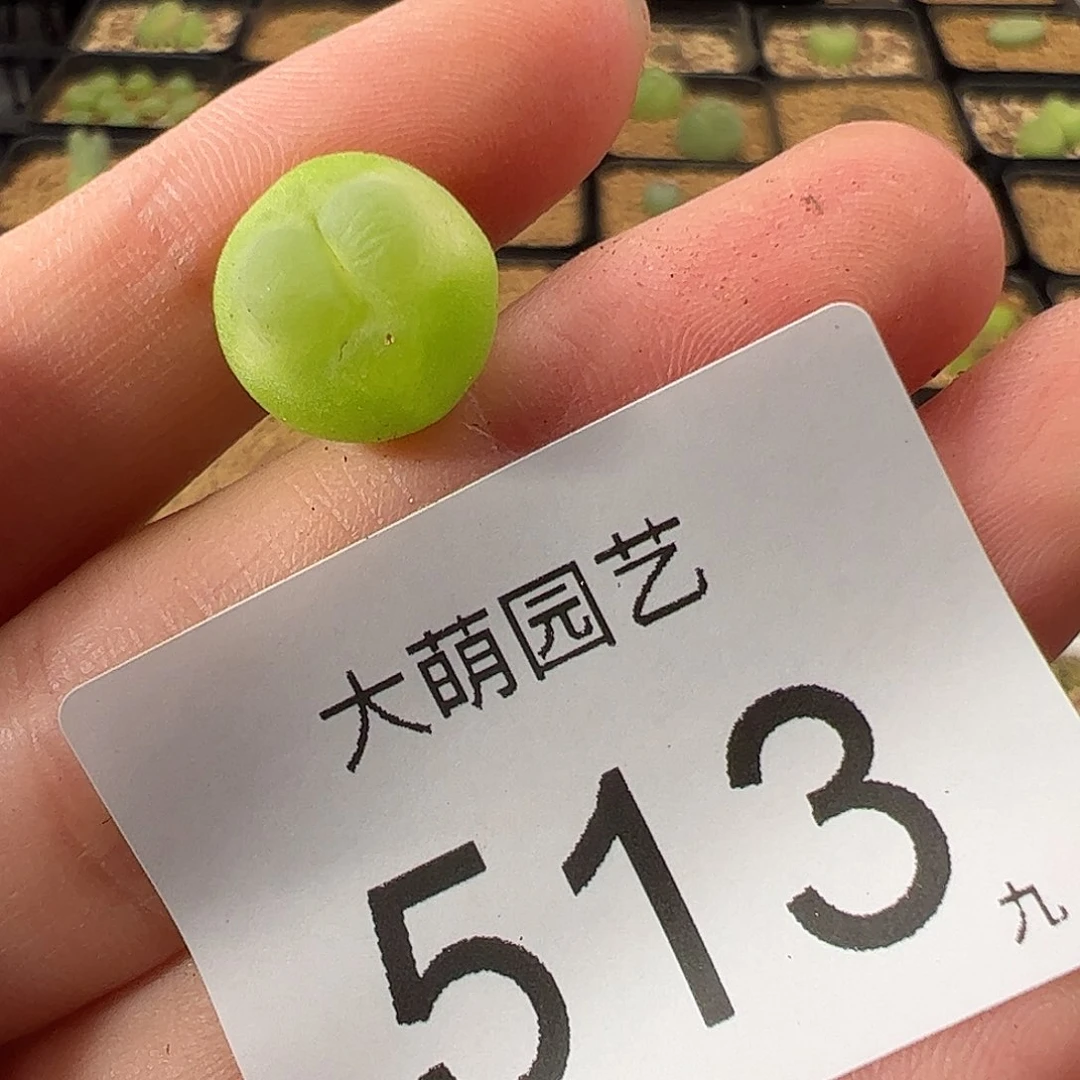 一物一拍。        513