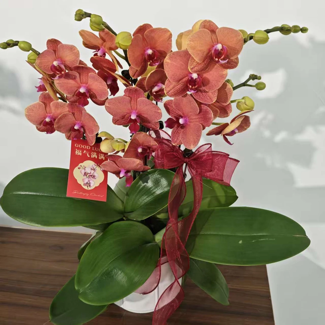 【金桔】经典年宵蝴蝶兰橙红色系  带花带花苞