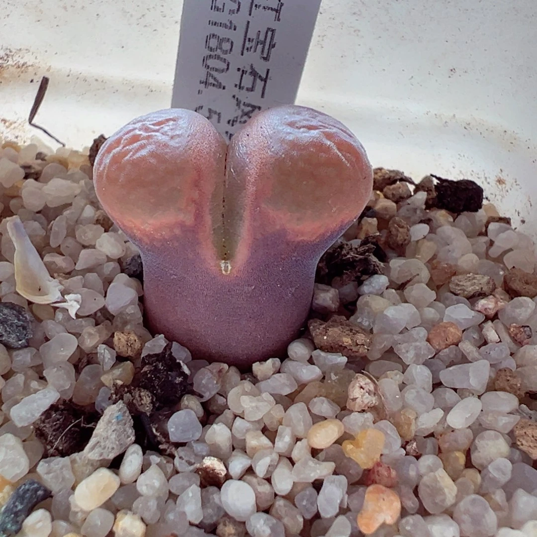 1222-282多肉多肉红宝石