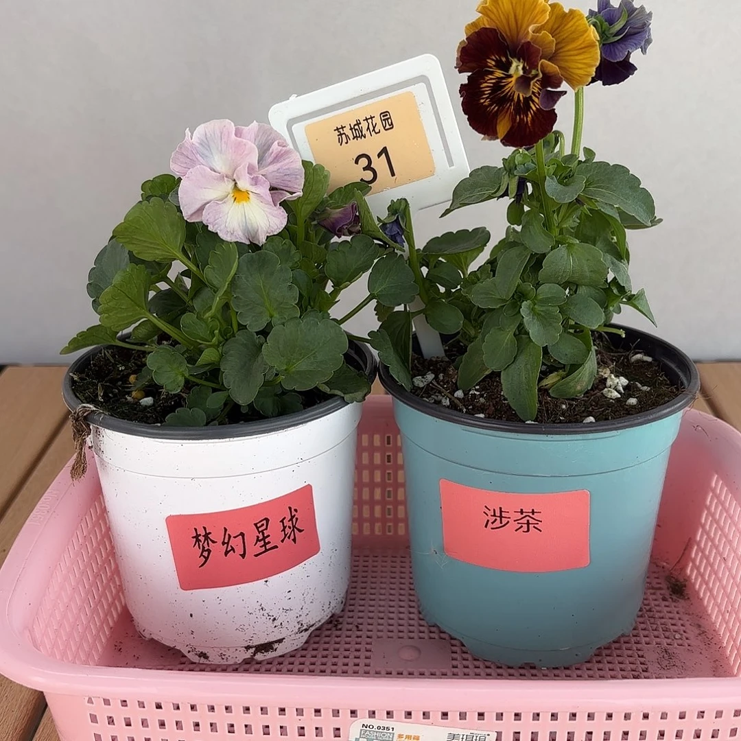 大部分开放少量花苞31