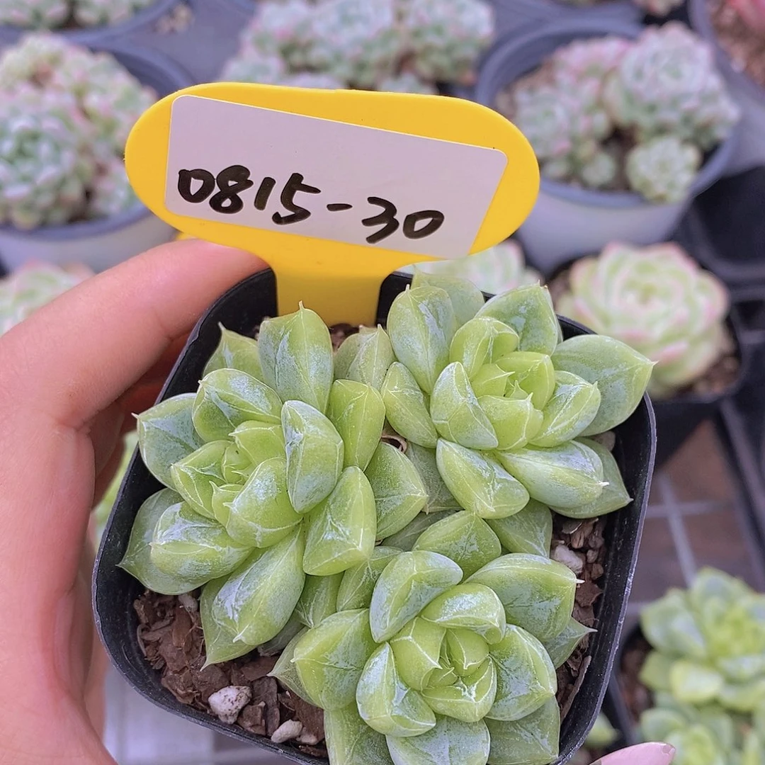 l***z0815-30-专拍七喜珍妮三头一颗