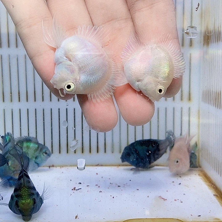 鹦鹉鱼待产白金立蛋体缩尾桃心