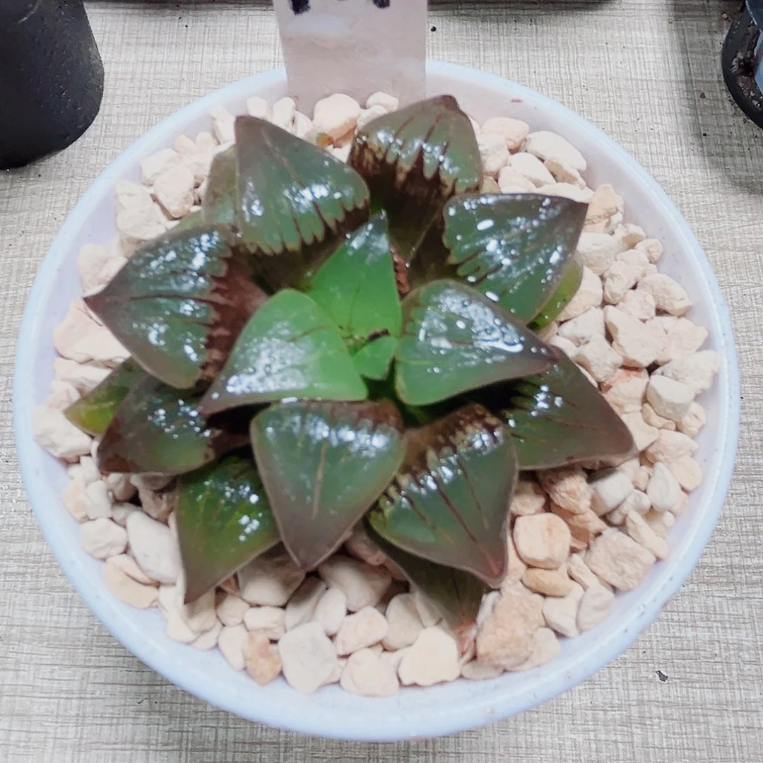 红纹寿多肉植物66666