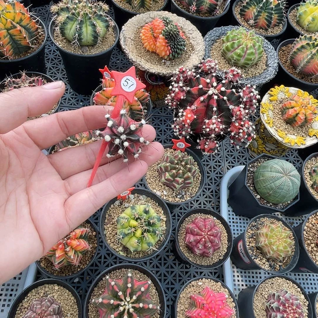 唐***深1-57米哈锦侧芽3.4厘米