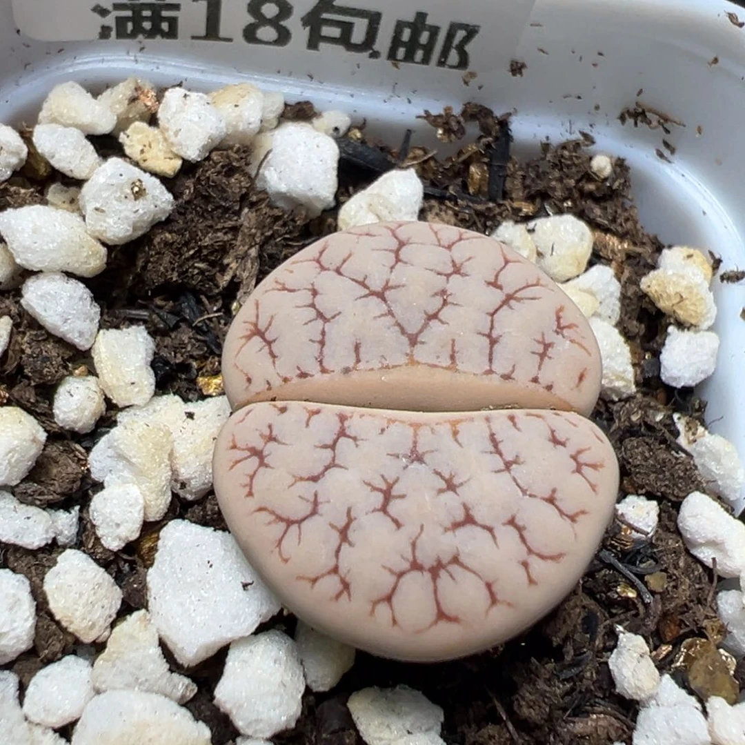 【闪购商品】 286。