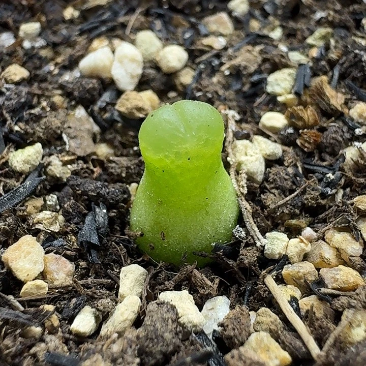 老马生石花小葫芦2739