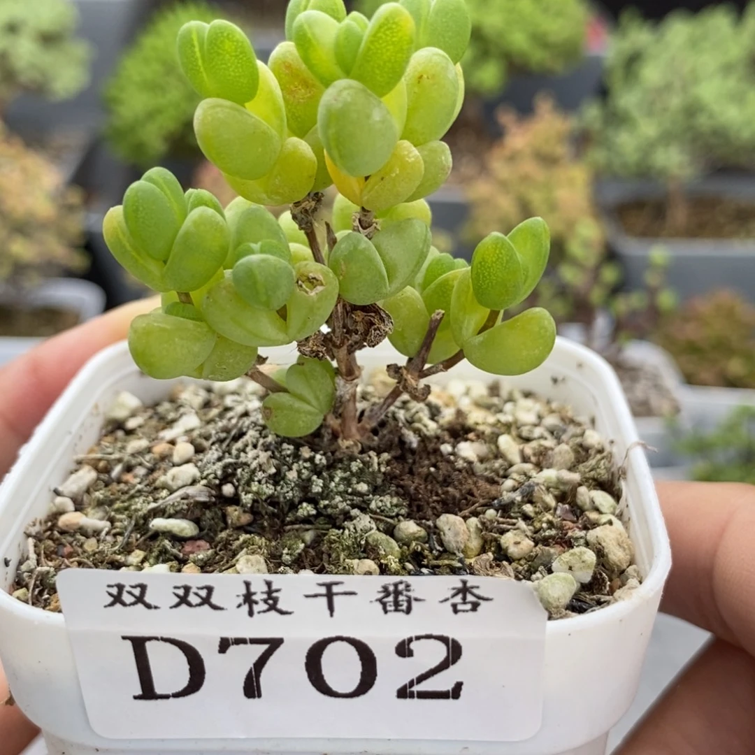 702元宝。