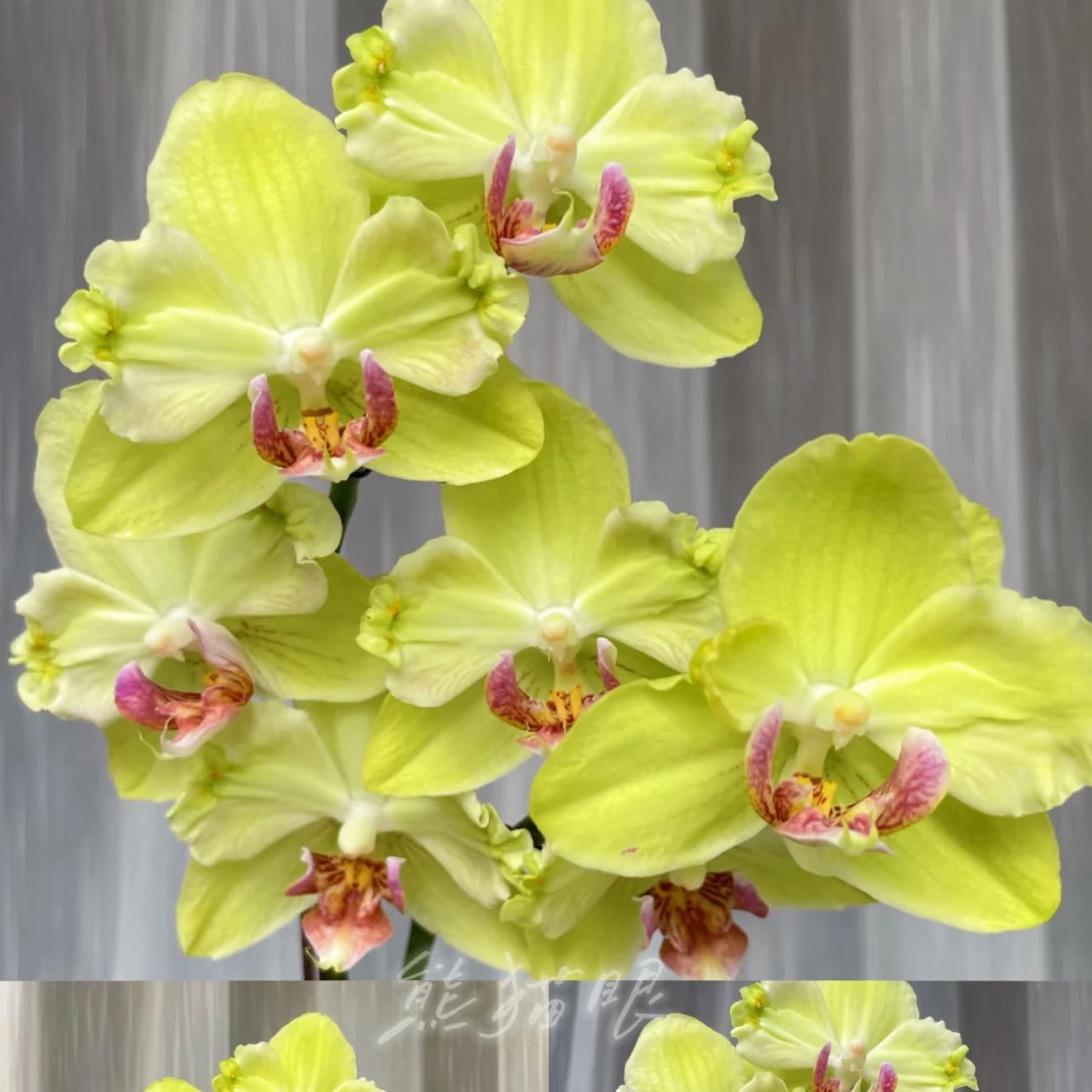 蝴蝶兰变异花苗【绿如意变异】2.8苗仅是苗