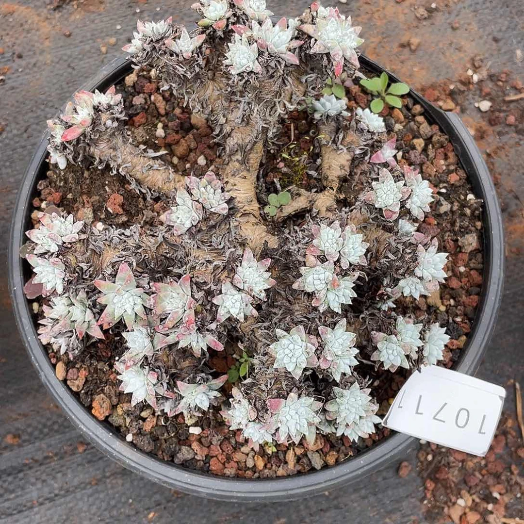 白菊多头老桩瑕疵特价不售后10711