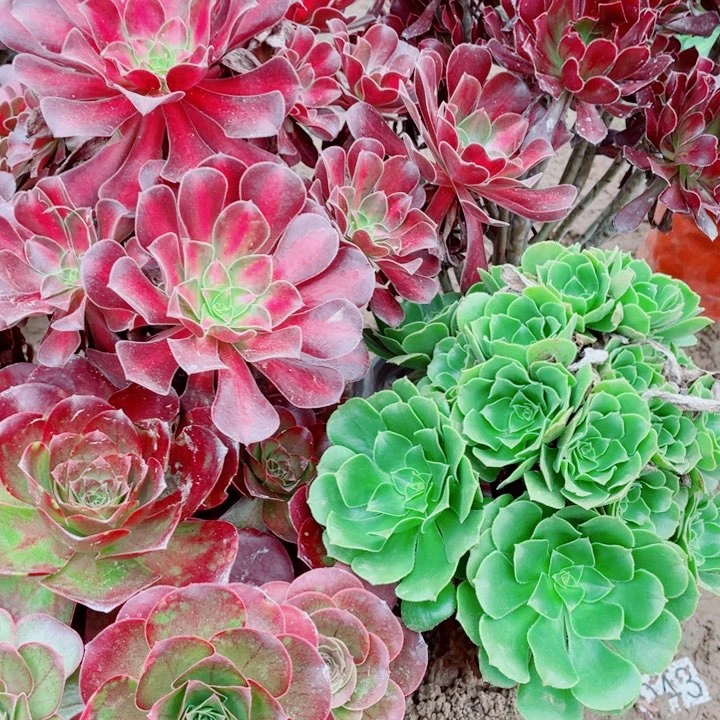 多肉植物组合 169