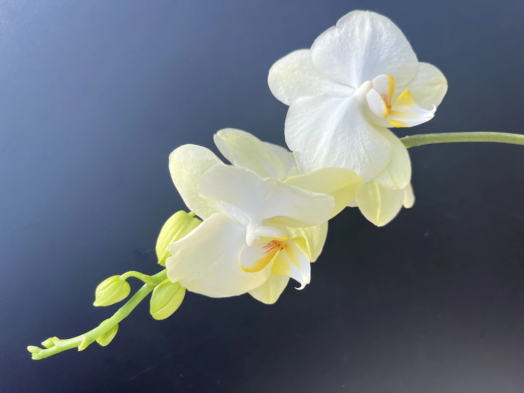 【冰淇淋】梦语花卉 蝴蝶兰 无售后家用观赏美观