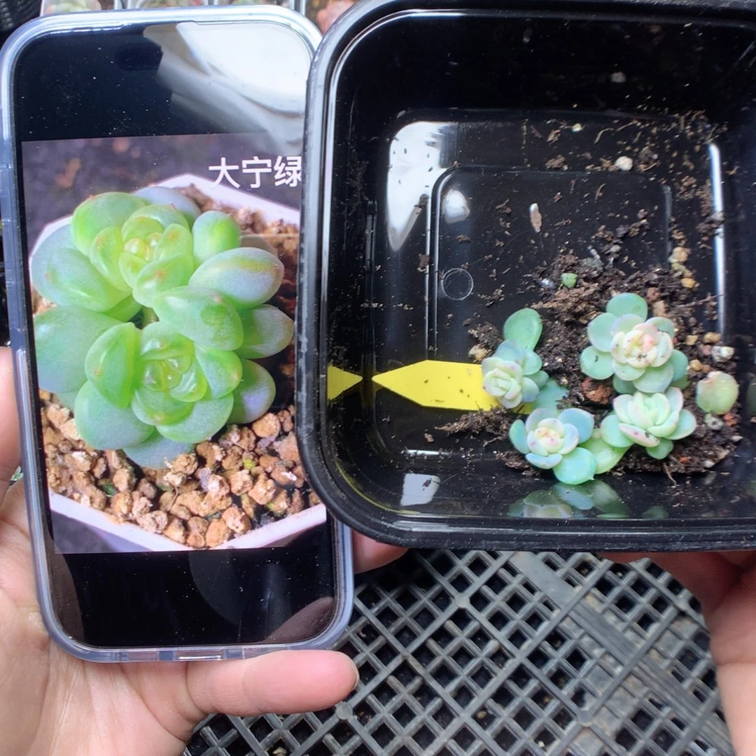 无花朵大宁绿透4颗yyyyyy