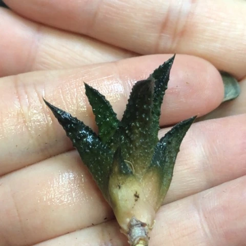 哥斯拉侧牙无根哈哈哈哈哈
