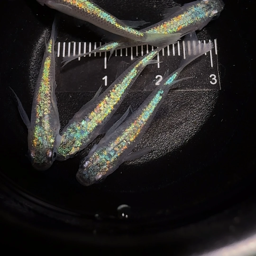 青鳉鱼一物一拍039