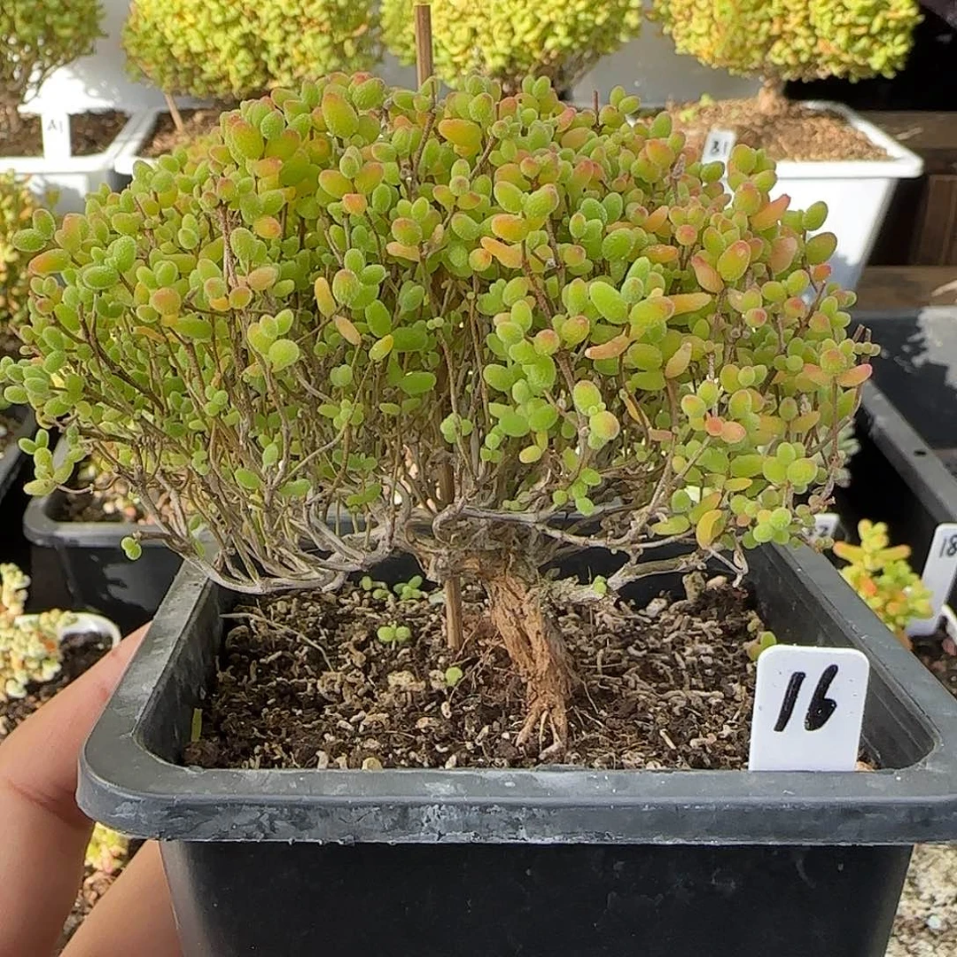 蜜橘糖球一物一拍