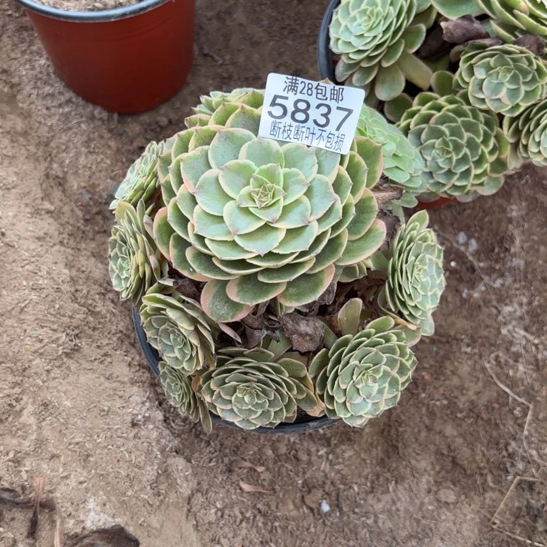 R. 5837粉花妖多肉，bend