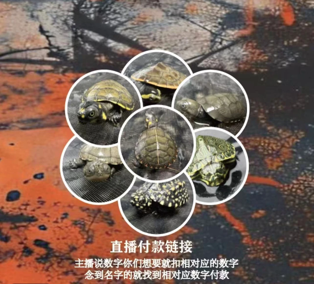【直播间下单链接】龟龟下单链接 一物一拍 人工养殖的龟龟