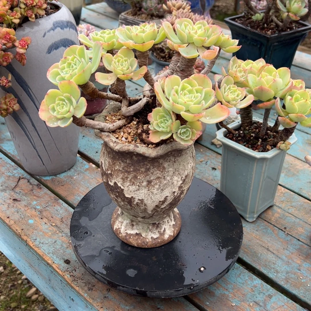 任***遥柠檬玫瑰多肉植物脱土