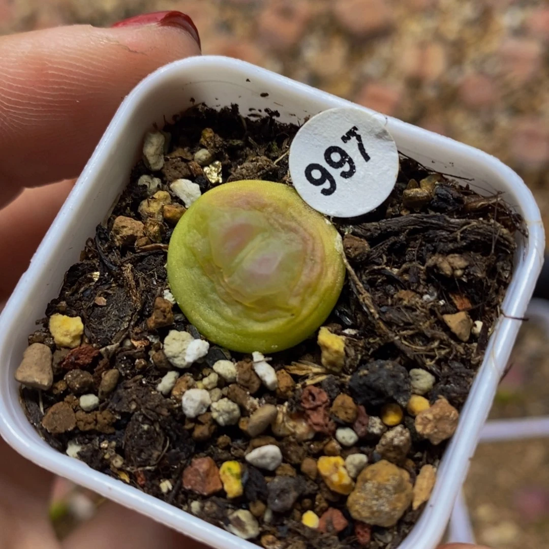 紫皮拉登1.6（多肉植物