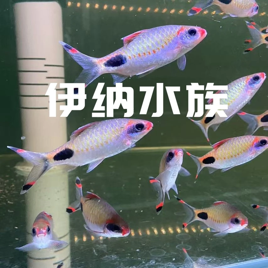 伊纳水族直播套餐