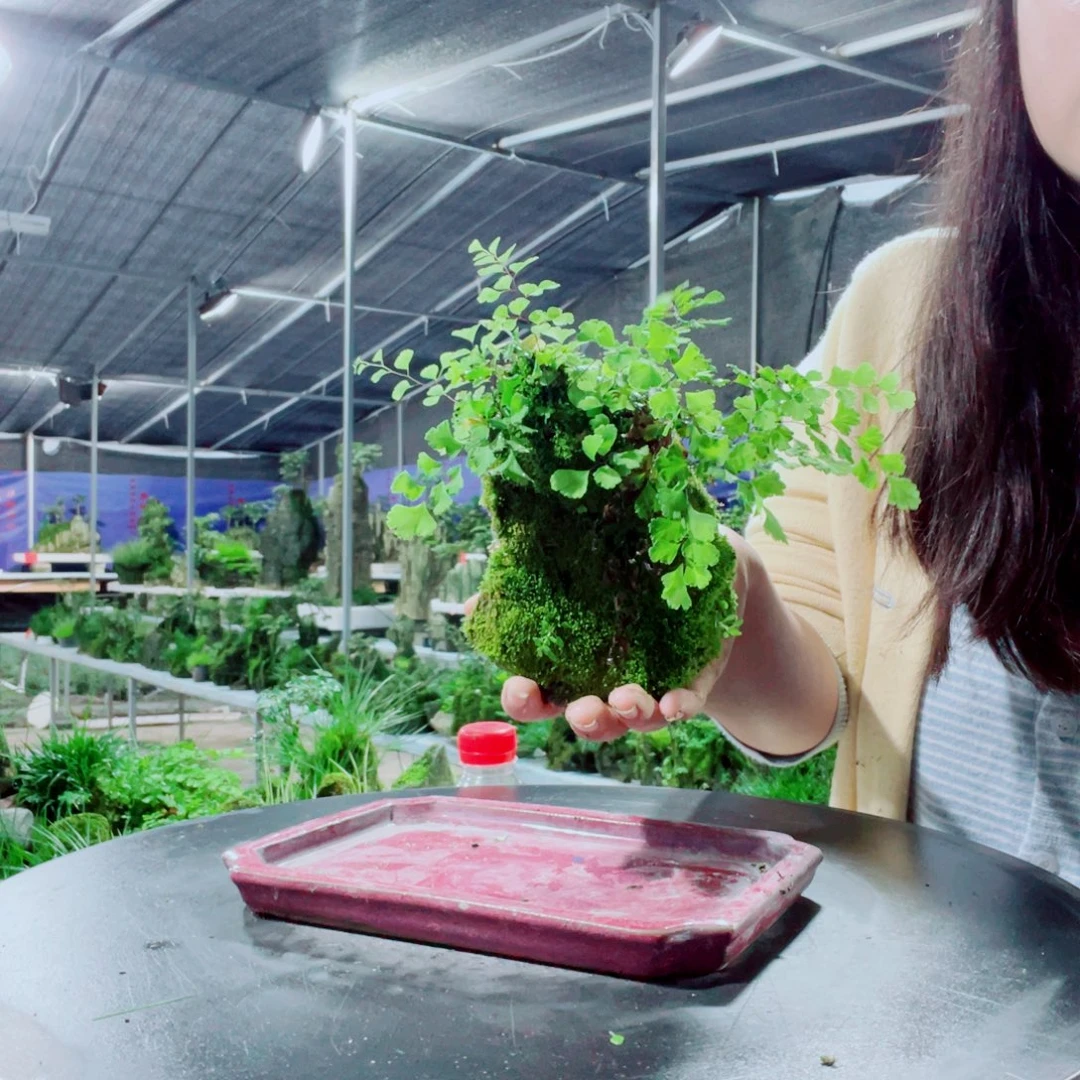 ꧔***英当前无花栽培后可以开花