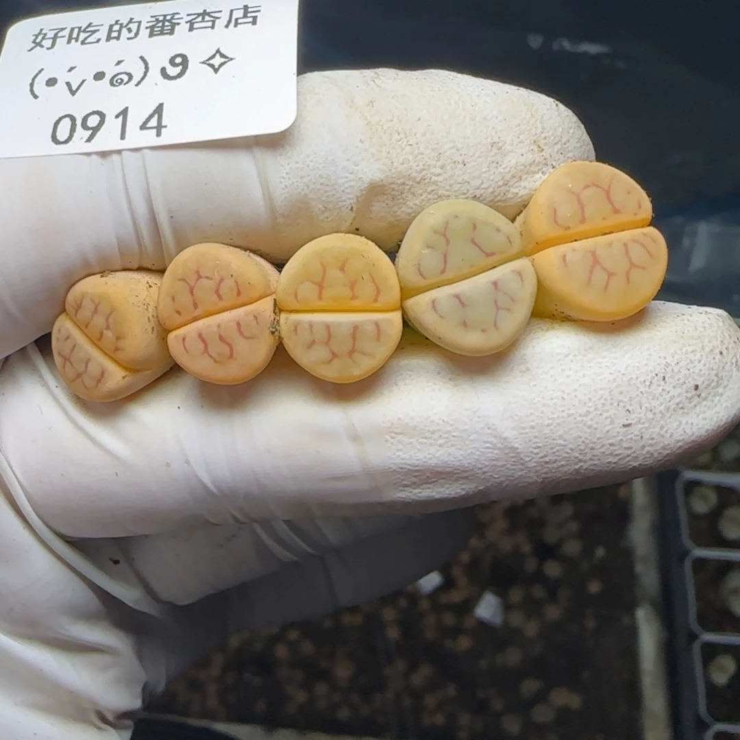 0914。超级特价。半价。。。。。。