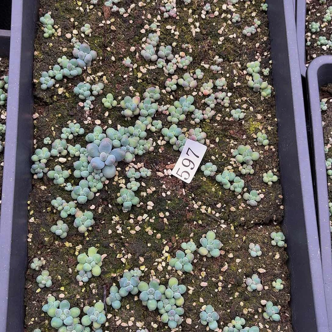 多肉植物多肉植物597