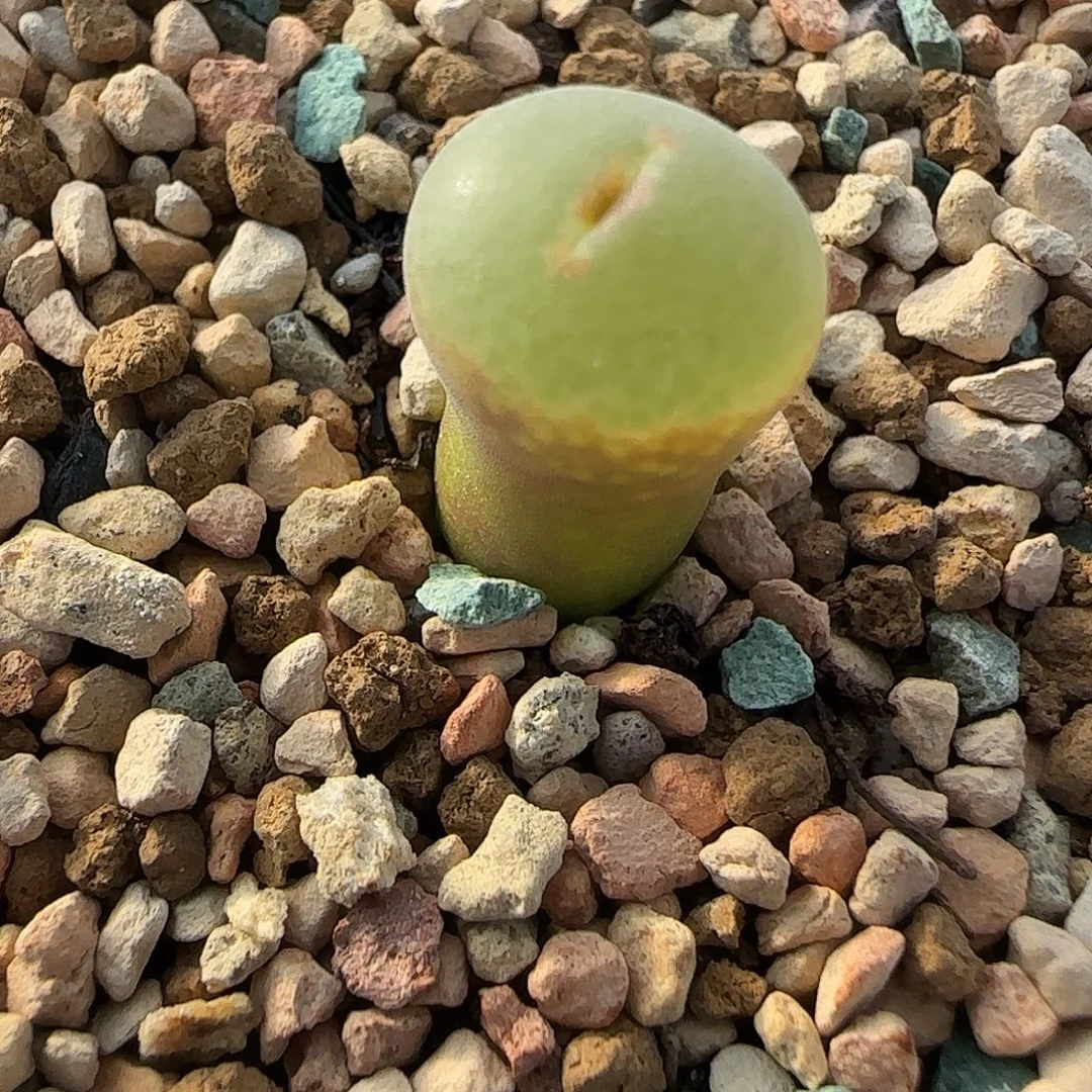 多肉植物母本优惠232号